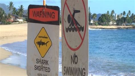 Surfer Dies After Shark Encounter In Hawaii