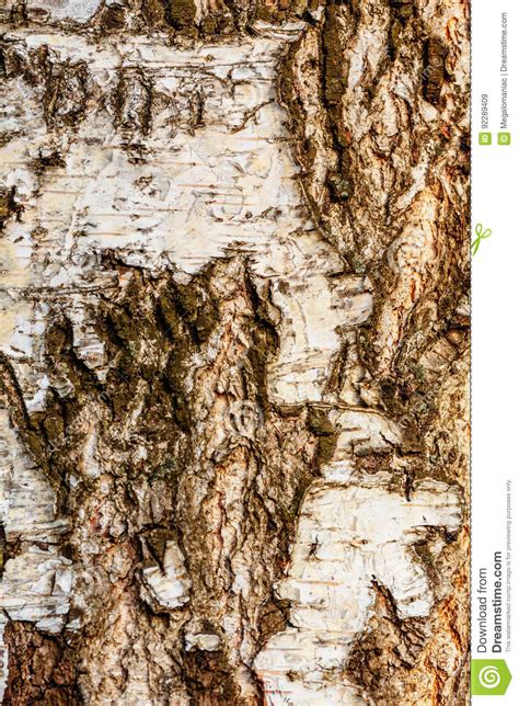Birch Tree Bark Stock Image Image Of Textured Closeup