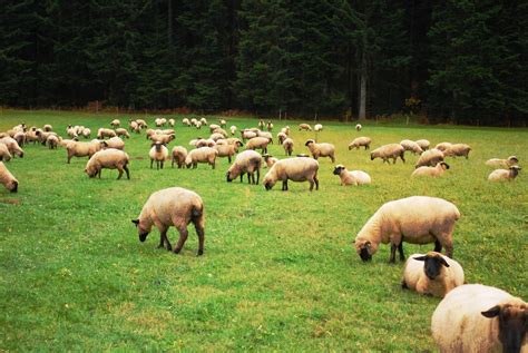 图片素材 领域 农场 草地 农村 爬坡道 国家 野生动物 环境 乡村 放牧 农业 牧场 家畜 哺乳动物 羊毛