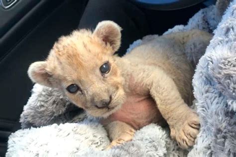 Stricken Baby Lion Saved By Authorities After Being Found In Garage