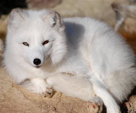 Arctic Fox Domesticated Zoo Экзотические животные