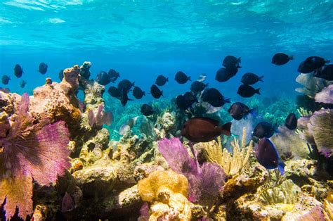 Big Reef Turks And Caicos Snorkeling Royal Caribbean Cruise Royal