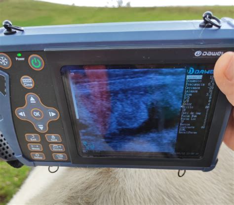 Best Ultrasound Machine For Cattle