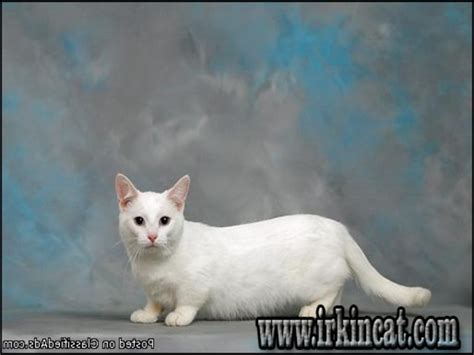 In other cases, munchkin cats can be quite expensive depending on the breeder, quality. The Fundamentals of Munchkin Kittens For Sale In Iowa ...