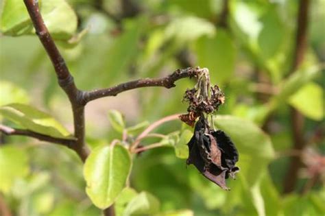 What Is Willow Scab Disease Learn How To Treat Willow Scab Disease