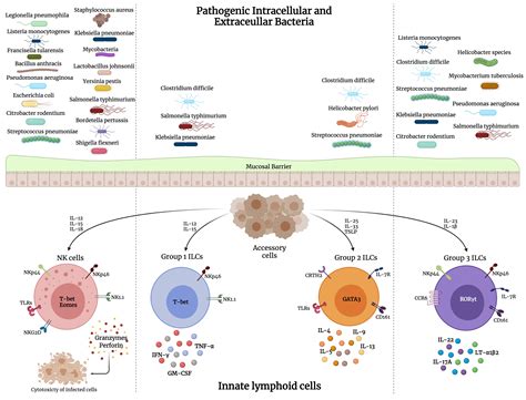 Frontiers Innate Lymphoid Cells And Natural Killer Cells In Bacterial