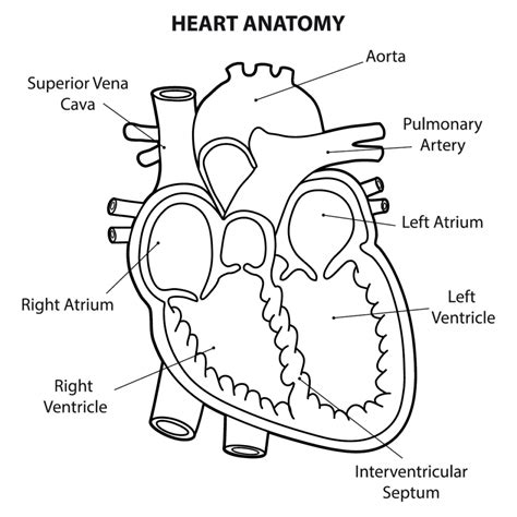 What Are The Parts That Make Up A Human Heart Diagrams And More Nurse