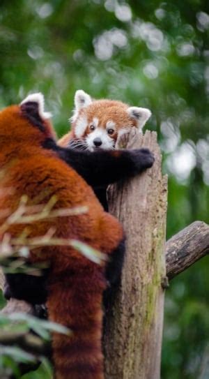 Adorable Red Panda Lying On The Branch Free Image Peakpx
