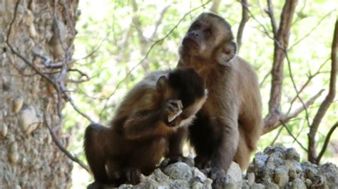 Brazilian Monkeys Make Stone Hammers That Look A Lot Like Early Human