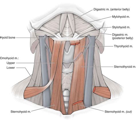 Infrahyoid Muscles Anatomy