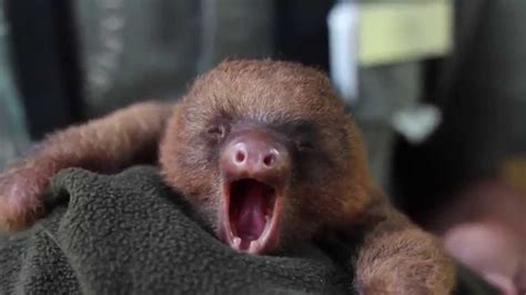 Adorable Baby Sloth Yawning Youtube