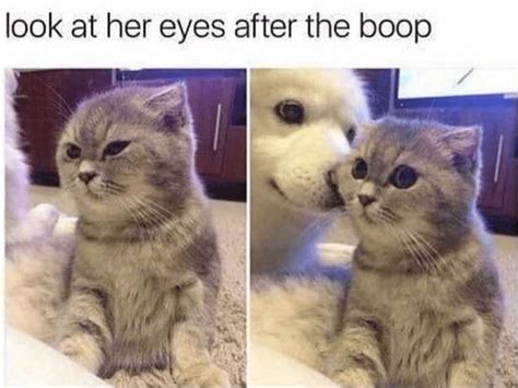 28 Catnip Filled Memes To Satisfy Your Caturday Obsession Dog Memes