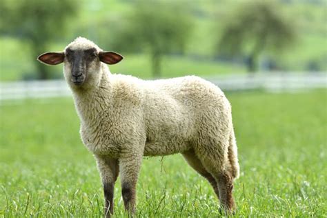 Domestic Sheep Walks On A Meadow And Eats Grass Stock Image Image Of