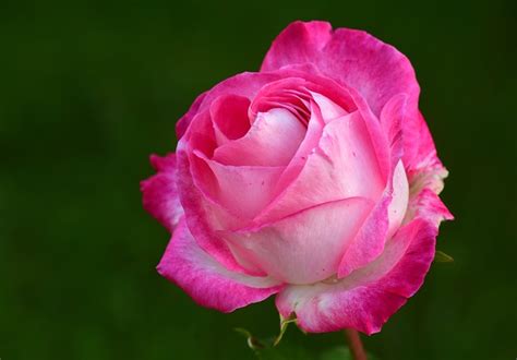 Hoa Hồng đẹp Nhất Khiến 3 Tỉ Phụ Nữ Trên Thế Giới Mê Mẫn