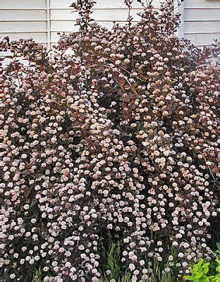 This live shrub needs full sun (at least 6 hours) i have only had this lovely summer wine black ninebark for a week, but it appears extremely hardy and survived shipping without a broken leaf. Info on when & how to prune Summer Wine Nine Bark | Plants ...