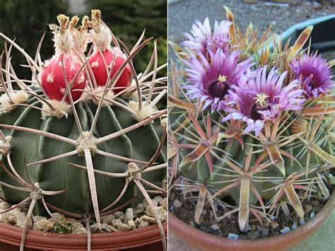 How To Grow And Care For Barrel Cacti World Of Succulents