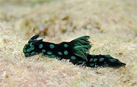 A Nudibranch Nembrotha Cristata In Palau Best Snorkeling Ocean