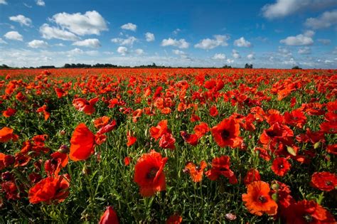 When Is Remembrance Day 2017 Why Do We Wear Poppies London Evening Standard Evening Standard