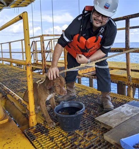 Thai Oil Rig Workers Rescue Dog Swimming 135 Miles Offshore Chicago