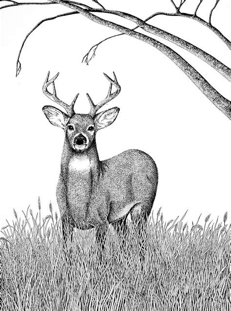 Virginia Whitetail Deer Drawings