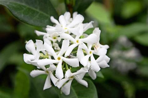 How To Grow Star Jasmine Trachelospermum Jasminoides Bbc Gardeners