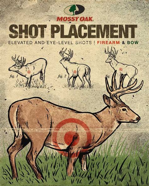 Where Do You Aim At On A Deer Tips For A Perfect Shot Gear Guide Pro