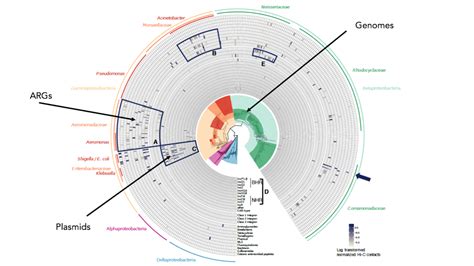 Genome Assembly Phase Genomics