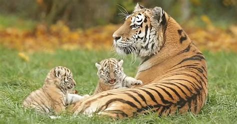Tiger Cubs At The Minnesota Zoo Make Their Public Debut