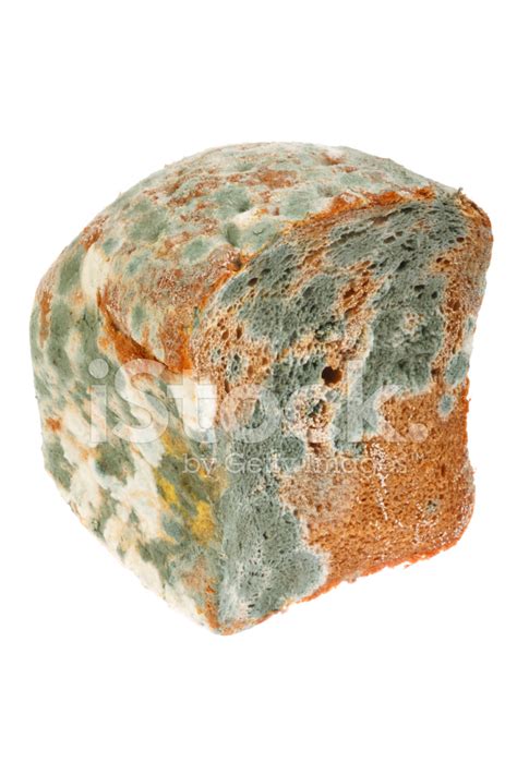 Mouldy Bread Stock Photo Royalty Free Freeimages