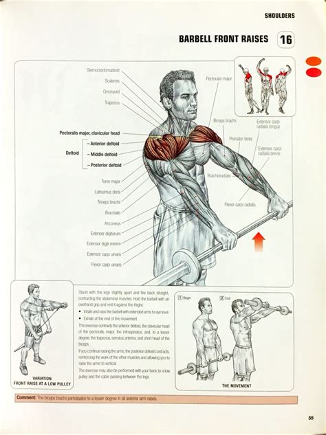 Barbell Front Raises Gym Workout Chart Squat Workout Gym Workout Tips