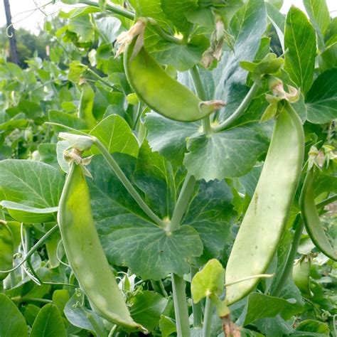 Sweet Pea Seeds British Wonder