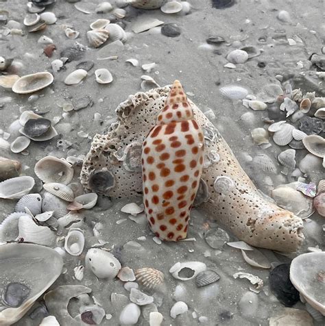 Discovering Rare Shells On Marco Island Treasure Seekers Shell Tours
