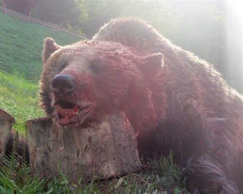Where are biggest brown bear from Europe?