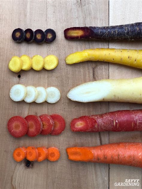 Rainbow Carrots The Best Red Purple Yellow And White Varieties To Grow