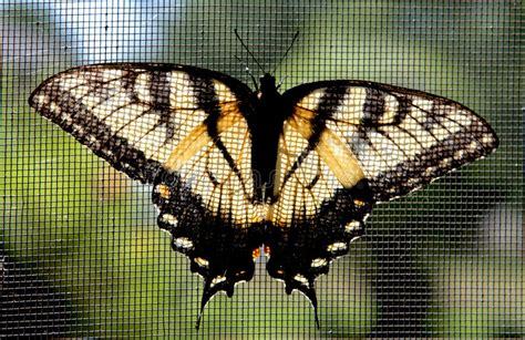 Mariposa De Swallowtail Del Tigre De Pascua Imagen De Archivo Imagen