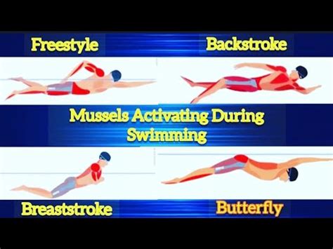 How Muscles Are Activated During Swimming Strokes Swimming Youtube