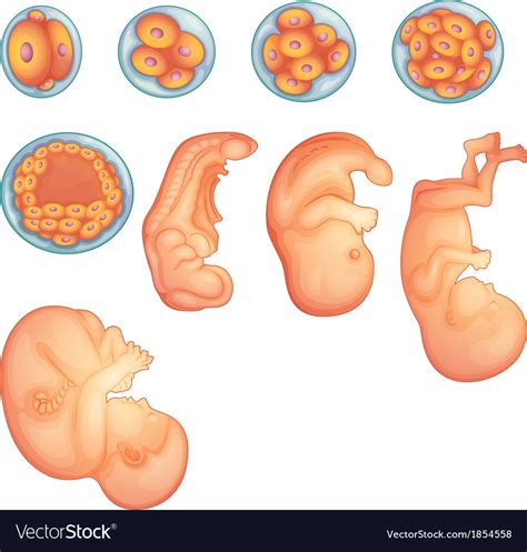 Stages In Human Embryonic Development Royalty Free Vector