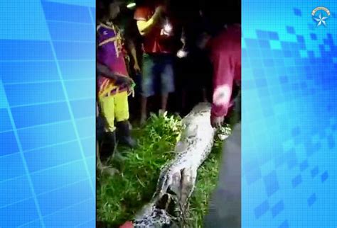 Indonesia Man Swallowed By Python Villagers And Reports Say Honolulu