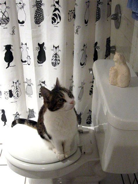 I Approve Of This Bathroom Decor Cute Cats And Kittens Cat Shower