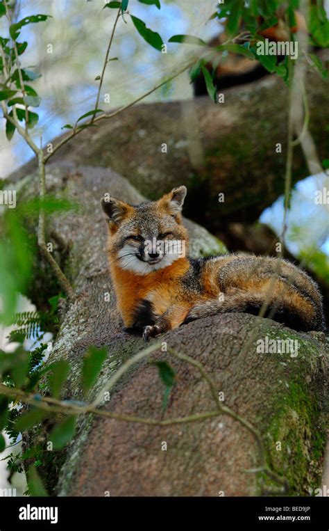 Grey Fox Urocyon Cinereoargenteus Lake Bradford Florida Captive