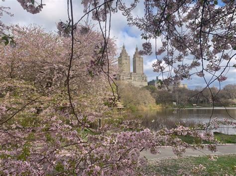 12 Best Spots To See Cherry Blossoms In New York City 6sqft