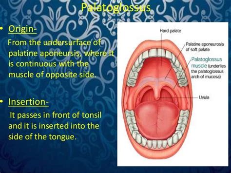 Surgical Anatomy Of Palate By Dr Amit Suryawanshi Oral And Maxillof