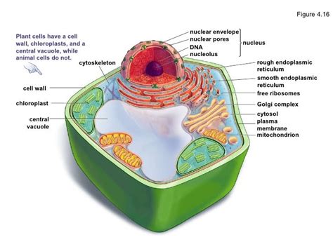 Nuclear Membrane Plant Or Animal Cell A Brief Comparison Of Plant