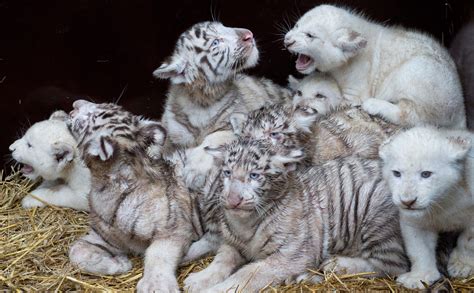 Four White Lions And Four White Tigers Are Pictured In Their Compound
