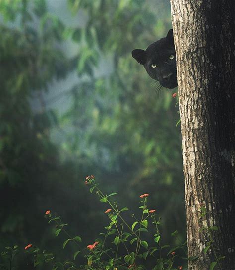 rare black panther spotted in karnataka s kabini forest photos gone viral