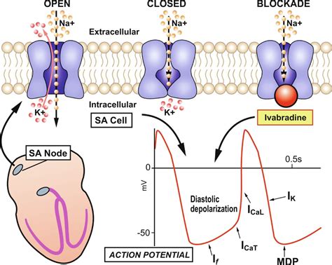 Antiarrhythmic Drugs Thoracic Key