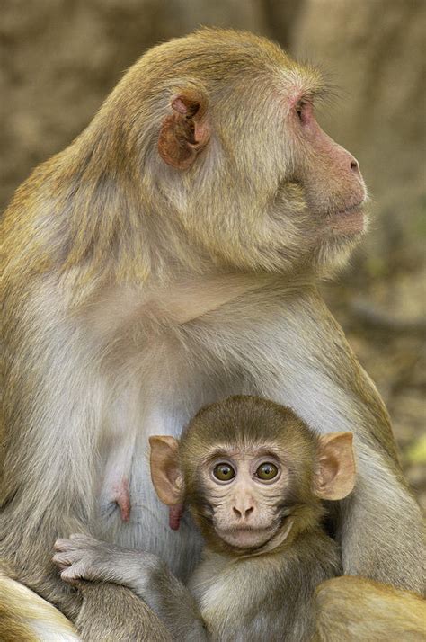 Rhesus Macaque Macaca Mulatta Mother Photograph By Pete Oxford Fine