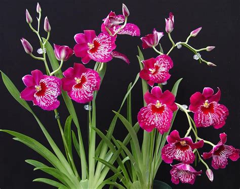 5 Most Popular Orchid Varieties Pollen Nation Orchid Varieties Orchids Beautiful Orchids