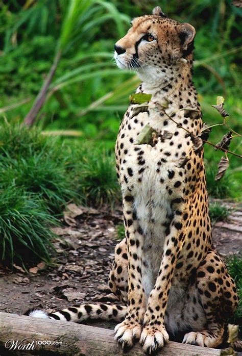 We did not find results for: Best 25+ Big cats ideas on Pinterest | Panther, Wild life ...