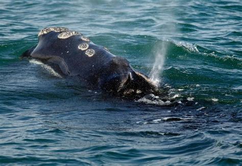 Judge Rules In Favor Of Conservationists On Whale Protection Whale